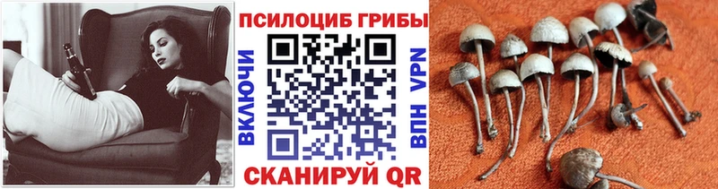 Псилоцибиновые грибы Psilocybe  blacksprut   Полевской 
